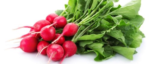 صورة فجل احمر ربطه