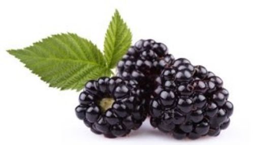 صورة توت اسود